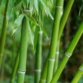Бамбуковый веник для бани